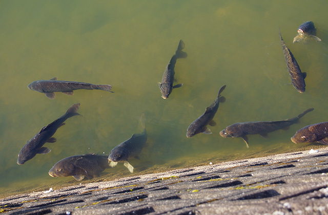春の合戸池を巡るの写真