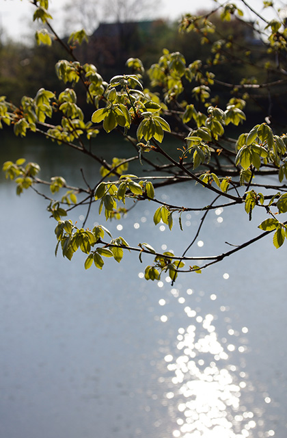 春の合戸池を巡るの写真