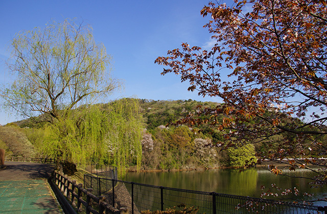 春の合戸池を巡るの写真
