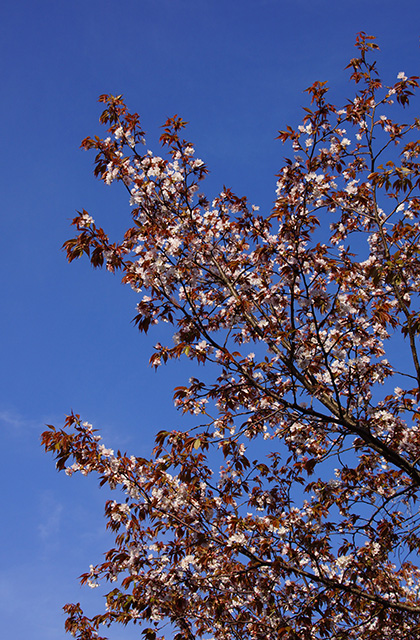 春の合戸池を巡るの写真