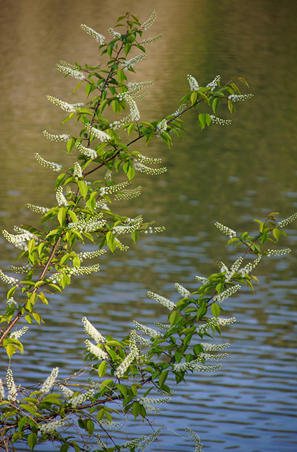 春の合戸池を巡るの写真