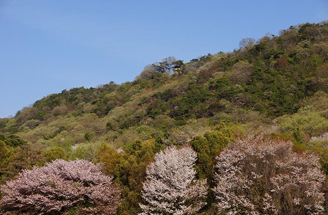 春の合戸池を巡るの写真