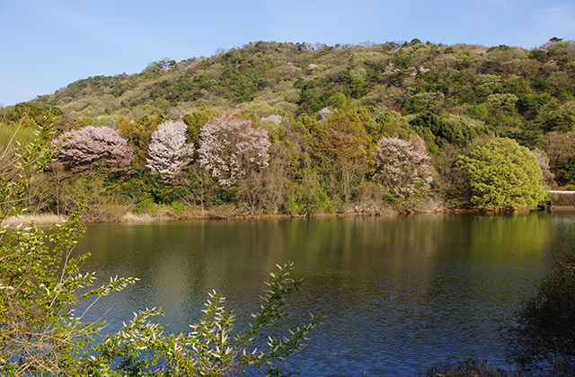 春の合戸池を巡るの写真
