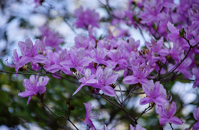 春の合戸池を巡るの写真