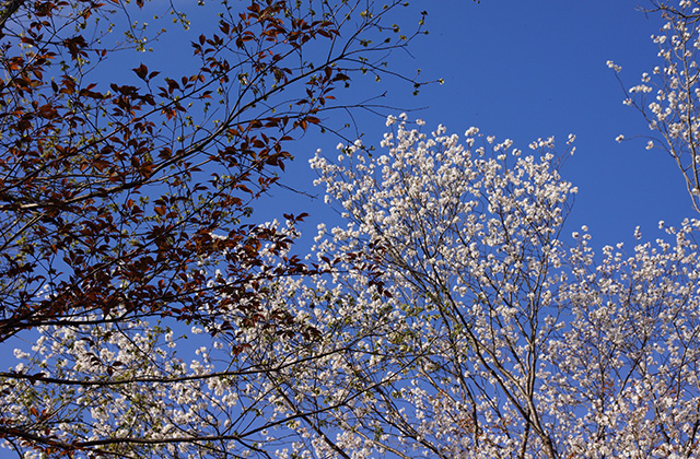 春の合戸池を巡るの写真