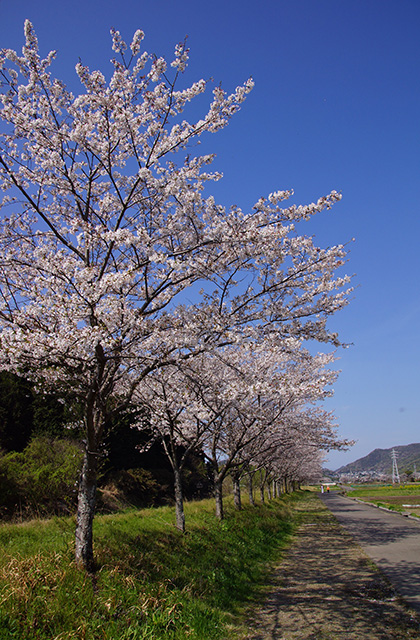 新境川と満開の桜の写真