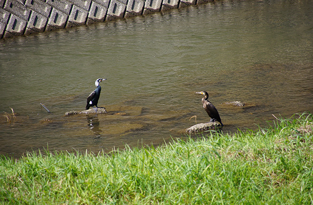 新境川と満開の桜の写真