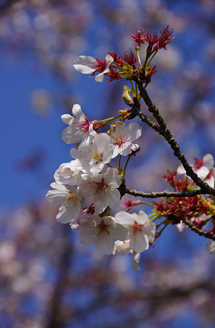 新境川と満開の桜の写真
