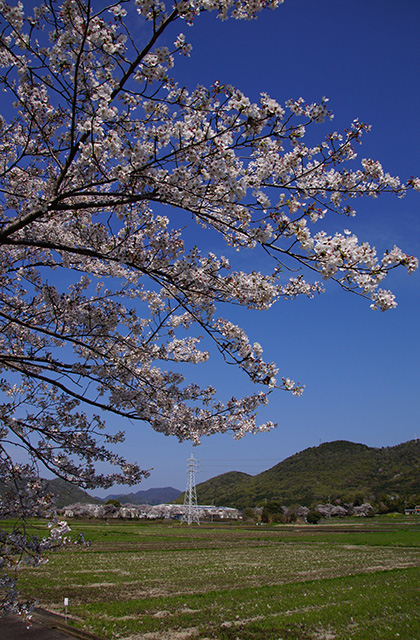 新境川と満開の桜の写真