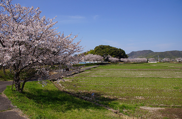 新境川と満開の桜の写真