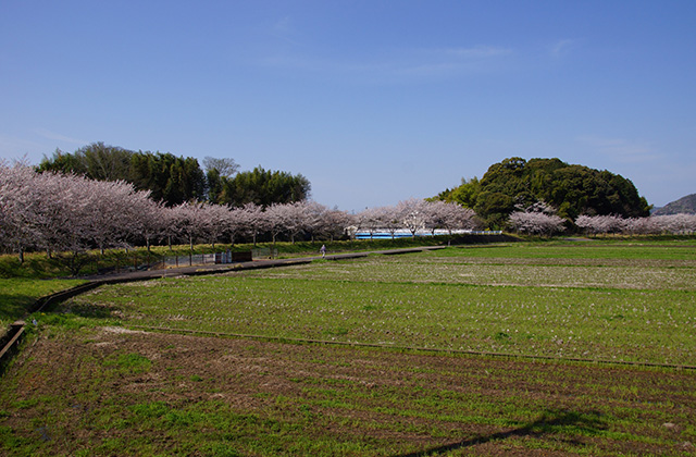 新境川と満開の桜の写真