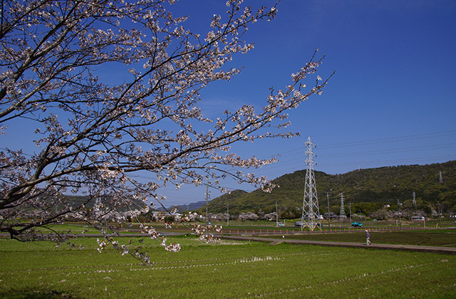 新境川と満開の桜の写真