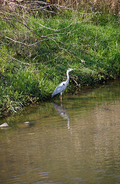 新境川と満開の桜の写真