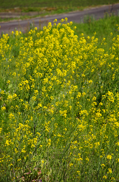 新境川と満開の桜の写真
