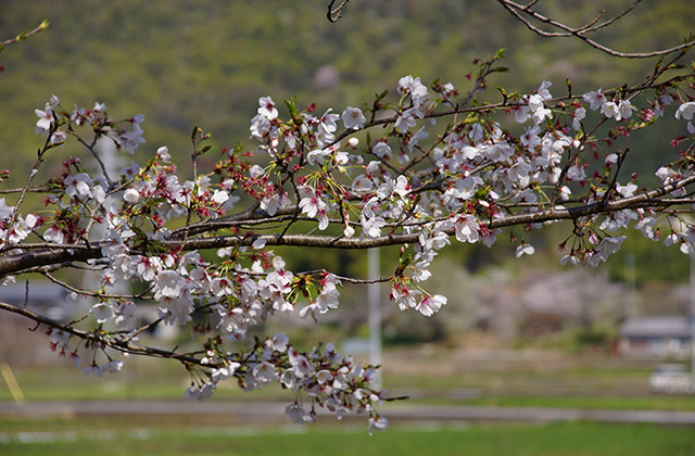 新境川と満開の桜の写真