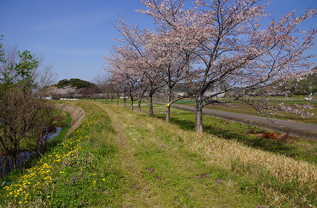 新境川と満開の桜の写真