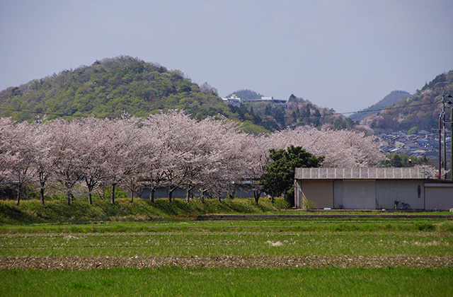 新境川と満開の桜の写真