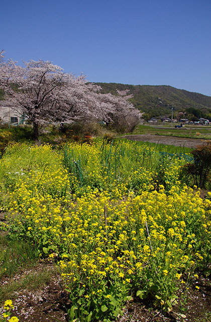 新境川と満開の桜の写真