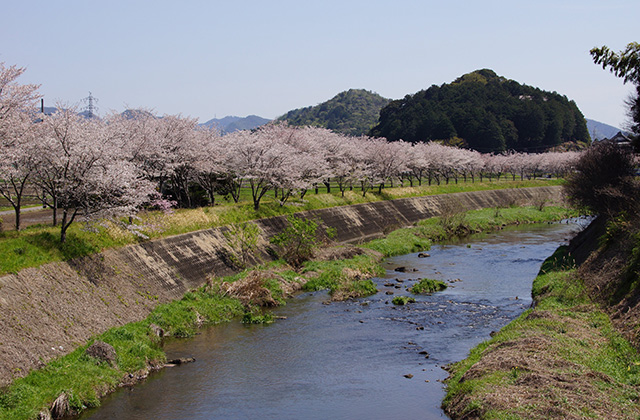 新境川と満開の桜の写真