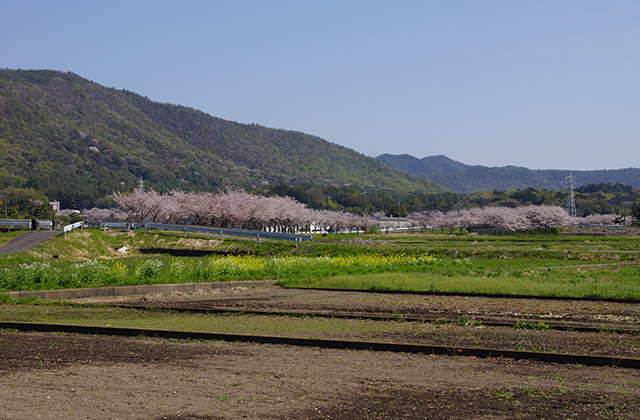 新境川と満開の桜の写真
