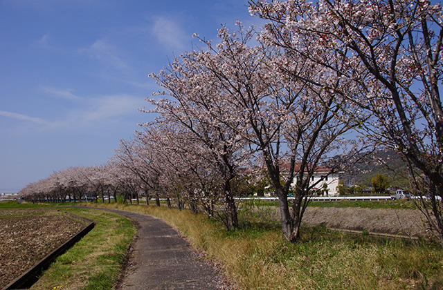 新境川と満開の桜の写真