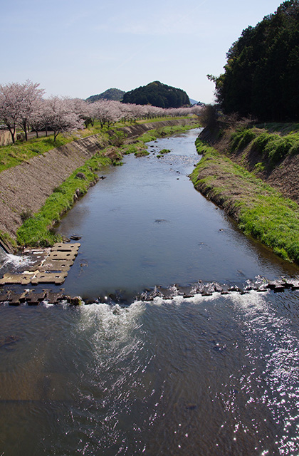 新境川と満開の桜の写真