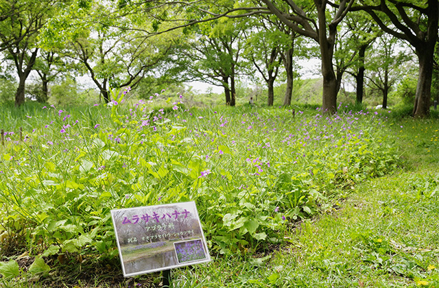 河川環境楽園のムラサキハナナと花々の写真