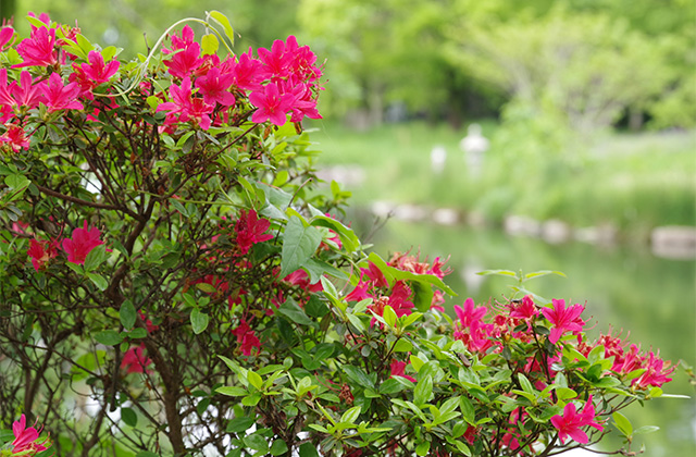 河川環境楽園のムラサキハナナと花々の写真