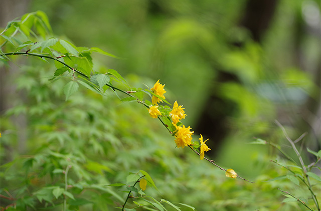 河川環境楽園のムラサキハナナと花々の写真