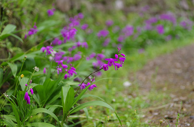 河川環境楽園のムラサキハナナと花々の写真