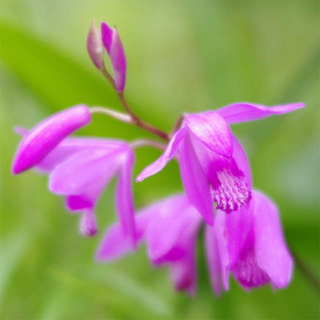 河川環境楽園のムラサキハナナと花々の写真