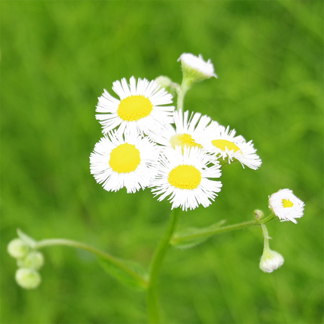 河川環境楽園のムラサキハナナと花々の写真