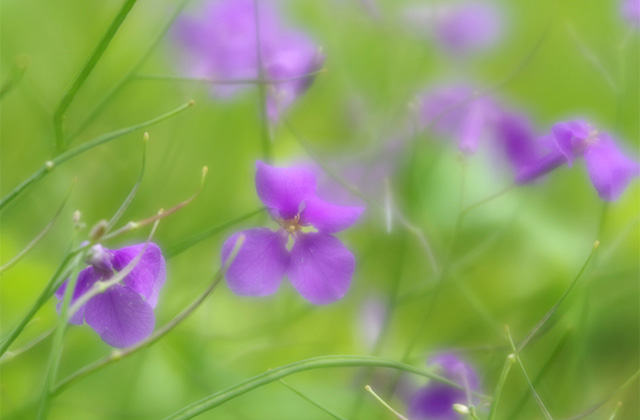 河川環境楽園のムラサキハナナと花々の写真