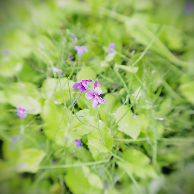 河川環境楽園のムラサキハナナと花々の写真