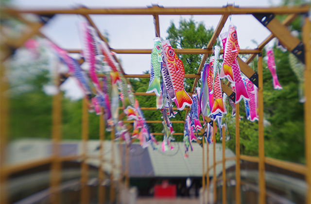 河川環境楽園のムラサキハナナと花々の写真