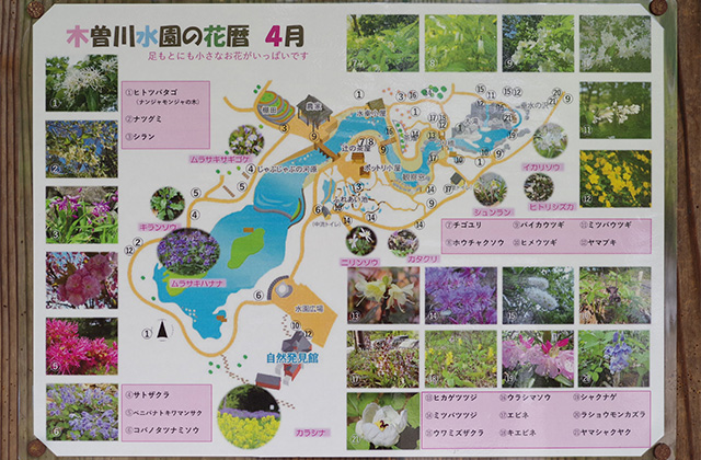 河川環境楽園のムラサキハナナと花々の写真