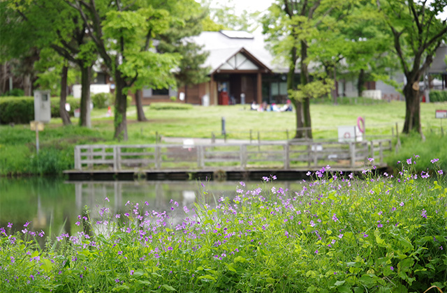 河川環境楽園のムラサキハナナと花々の写真