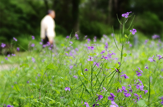 河川環境楽園のムラサキハナナと花々の写真