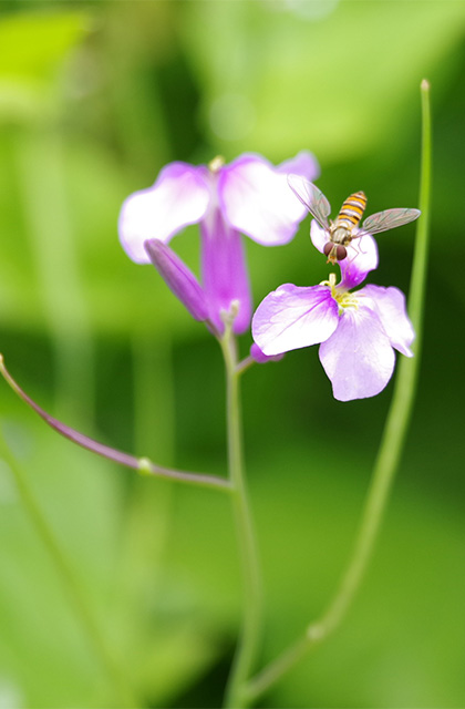 河川環境楽園のムラサキハナナと花々の写真