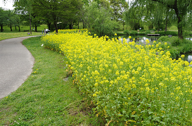 河川環境楽園のムラサキハナナと花々の写真