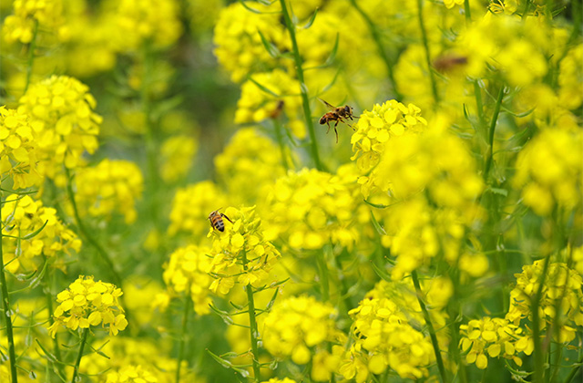 河川環境楽園のムラサキハナナと花々の写真