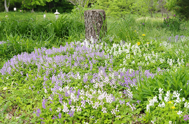 河川環境楽園のムラサキハナナと花々の写真