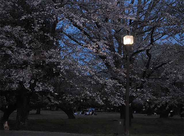 桜まつりの写真