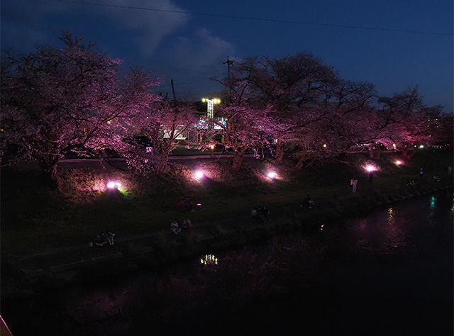 桜まつりの写真
