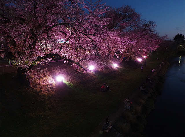 桜まつりの写真