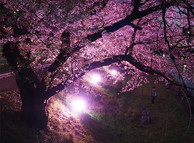 桜まつりの写真