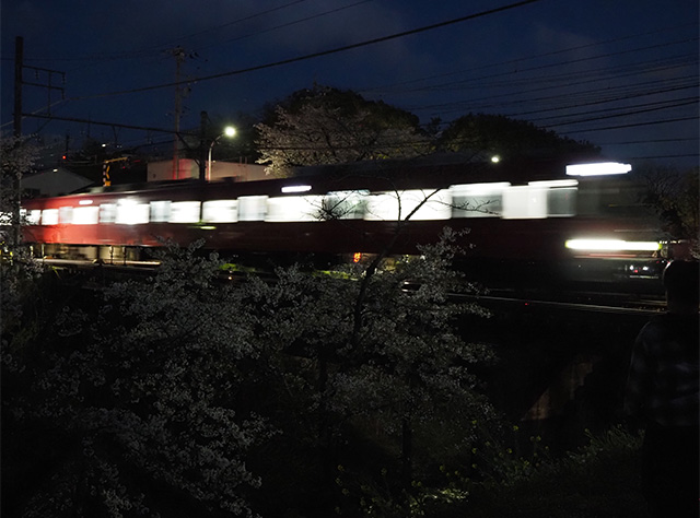 桜まつりの写真