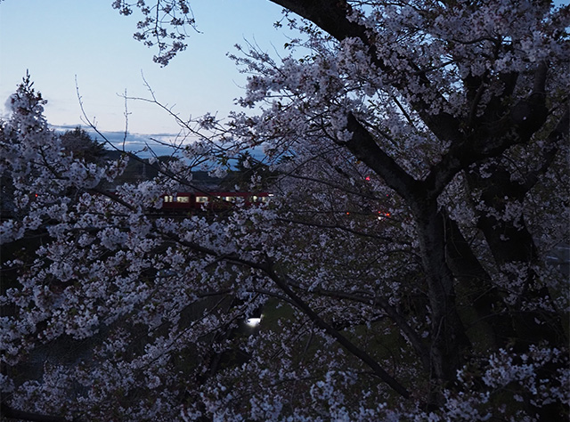 桜まつりの写真