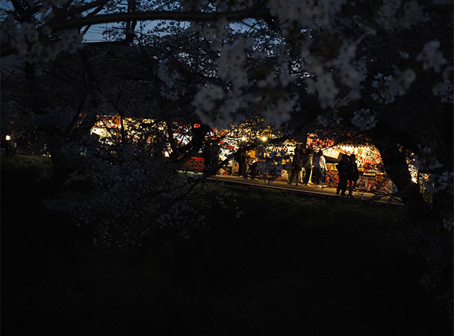 桜まつりの写真