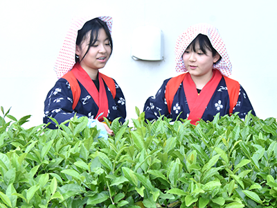 茶摘みを行う児童ら